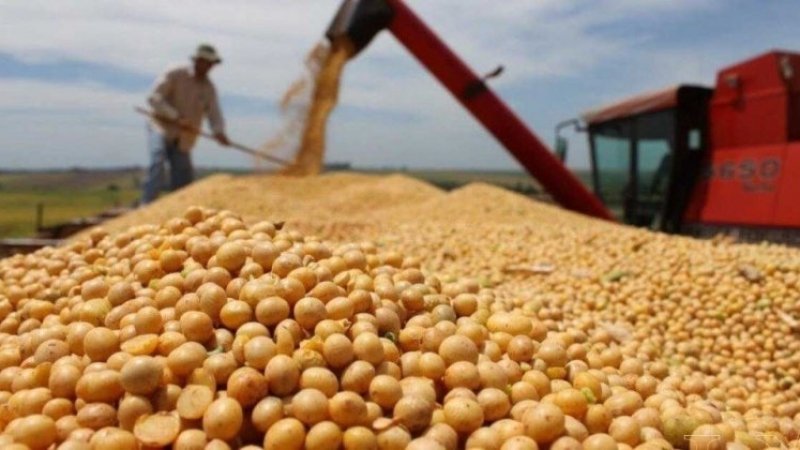 Proyectan cosecha récord de 154,8 millones de toneladas para la campaña 2025/26