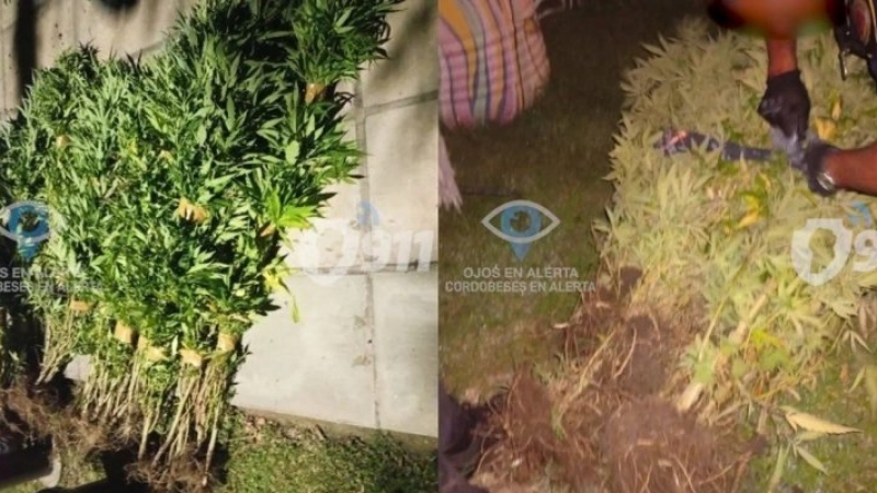 Secuestran 28 plantas de marihuana del patio de una reconocida peluquería en barrio Cerro de las Rosas