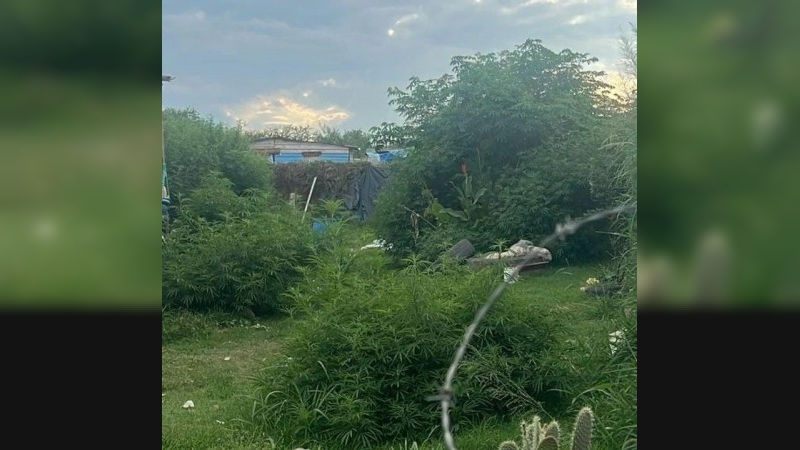 Córdoba: fue detenida con más de 120 plantas de marihuana