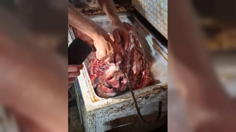 Allanamiento por faenamiento clandestino  