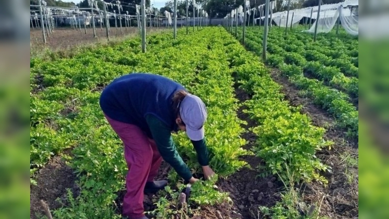 Inscriben para el Programa "La Huerta en Tu Hogar"
