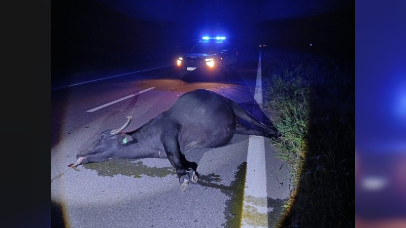 Un automovilista chocó contra un búfalo en la Ruta 34