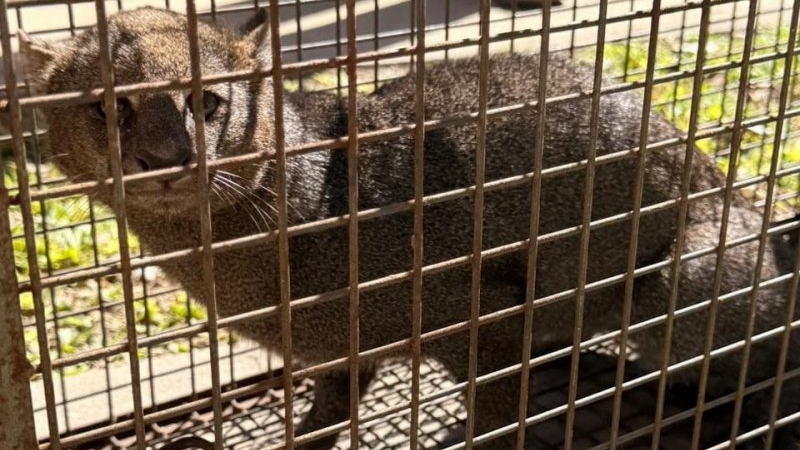 Encontraron un yaguarundí en una vivienda en barrio Savio