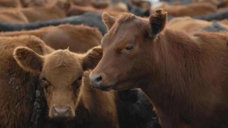 La faena vacuna cayó al nivel más bajo en décadas y el consumo de carne por habitante sigue en descenso