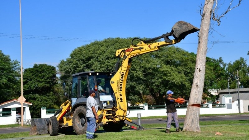 Intervención municipal: retiran árboles deteriorados para reforzar la seguridad vial y peatonal