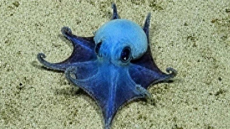 Descubren nueva especie de diminuto pulpo azul en las islas Galápagos