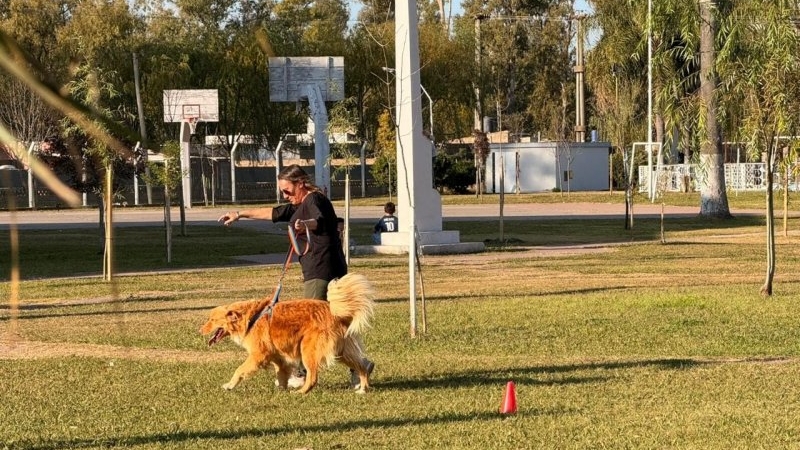 Patitas Comunitarias impulsó una jornada solidaria para promover el bienestar animal